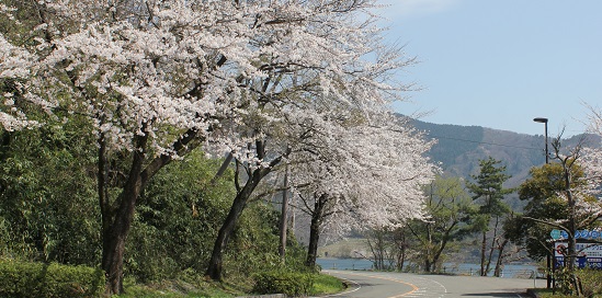 びわ湖　桜